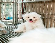 maltese, puppies, rehoming, papers, pure, bred -- Everything Else -- Quezon City, Philippines