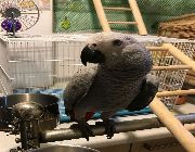 African Grey Parrots -- Birds -- Quezon City, Philippines