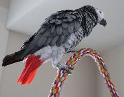 African Grey Parrots -- Birds -- Quezon City, Philippines