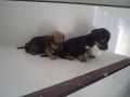 pure, daschund puppies, -- Dogs -- Cebu City, Philippines