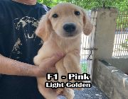 golden retriever, pets, dogs -- Dogs -- Pasig, Philippines