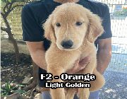 golden retriever, pets, dogs -- Dogs -- Pasig, Philippines