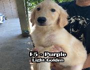 golden retriever, pets, dogs -- Dogs -- Pasig, Philippines