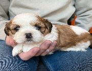 Shihtzu -- Dogs -- Metro Manila, Philippines