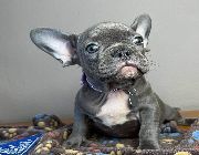 French Bulldog -- Dogs -- Metro Manila, Philippines