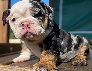 English Bulldog -- Dogs -- Metro Manila, Philippines