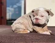 English Bulldog -- Dogs -- Metro Manila, Philippines