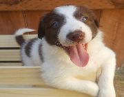 Border collie -- Dogs -- Metro Manila, Philippines