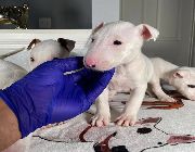 Bull Terrier -- Dogs -- Quezon City, Philippines