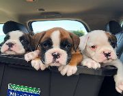 Boxer puppies -- Dogs -- Metro Manila, Philippines