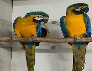 Blue and Gold -- Birds -- Metro Manila, Philippines