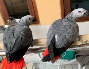 African grey -- Birds -- Metro Manila, Philippines