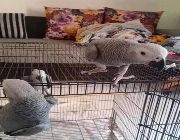 African grey -- Birds -- Metro Manila, Philippines