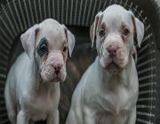 American Bulldog -- Dogs -- Metro Manila, Philippines