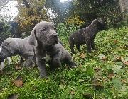 Cane Corso -- Dogs -- Metro Manila, Philippines