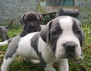 Cane Corso -- Dogs -- Metro Manila, Philippines