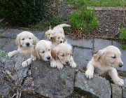 Golden Retriever -- Dogs -- Metro Manila, Philippines