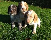 ****er Spaniel -- Dogs -- Metro Manila, Philippines