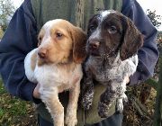 ****er Spaniel -- Dogs -- Metro Manila, Philippines