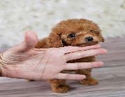 Poodle -- Dogs -- Metro Manila, Philippines