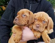 Dogue De Bordeaux -- Dogs -- Metro Manila, Philippines