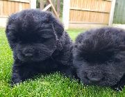 Newfoundland -- Dogs -- Metro Manila, Philippines