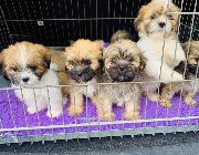 Lhasa Apso -- Dogs -- Metro Manila, Philippines