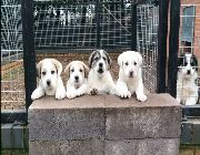 Central Asian Shepherd -- Dogs -- Metro Manila, Philippines