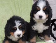 Bernese Mountain Dog -- Dogs -- Metro Manila, Philippines