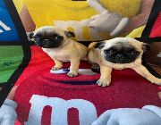 Pug Puppies -- Dogs -- Metro Manila, Philippines