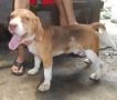 stud beagle, beagle, dogs, pets, -- Dogs -- Damarinas, Philippines