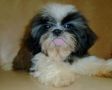 quality male shihtzu puppy, -- All Animals -- Pasay, Philippines