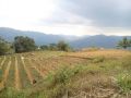 farm lot no downpayment no interest 6 yrs to pay, -- Farms & Ranches -- Cebu City, Philippines