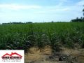 agricultural for sale in himamaylan city, agricultural land, farm land, agriculture, -- Land & Farm -- Negros Occidental, Philippines