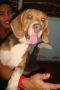 stud beagle, beagle, dogs, pets, -- Pet Accessories -- Bacoor, Philippines