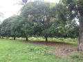 httpwwwpersquarecomphfor salefarm central visayas cebu carcarmango farm lot, -- Land & Farm -- Cebu City, Philippines