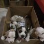 puppies for sale, -- Dogs -- Metro Manila, Philippines