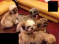 shihtzu for sale with pcci papers, -- All Animals -- Metro Manila, Philippines