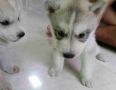 syberian husky puppy, -- Dogs -- Metro Manila, Philippines