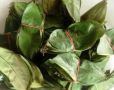guyabano graviola herbal cancer cure, -- Natural & Herbal Medicine -- Marikina, Philippines