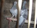 pigeon, -- Birds -- Metro Manila, Philippines