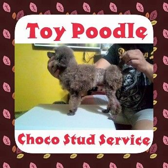stud, stud service, dogs, poodle, -- All Animals -- Metro Manila, Philippines