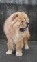 dogs stud chow chow, -- Dogs -- Quezon City, Philippines