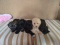 poodle puppy, -- All Animals -- Bulacan City, Philippines