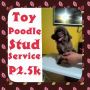 stud, stud service, dogs, poodle, -- All Animals -- Metro Manila, Philippines