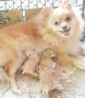 pomeranian puppy for sale, -- Dogs -- Taguig, Philippines