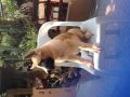 quality akita puppy, -- All Buy & Sell -- Metro Manila, Philippines