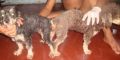 stud poodle, toy poodle, rare, stud toy poodle, -- Dogs -- Metro Manila, Philippines