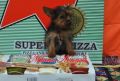 yorkshire, yorkie, yorkshire terrier, dog, -- Dogs -- Metro Manila, Philippines