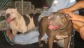 pitbull bully puppy puppies, -- Dogs -- Metro Manila, Philippines